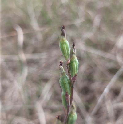 Thelymitra (genus) (sun orchids) at Dunlop, ACT - 7 Nov 2024 by Wildlifewarrior80