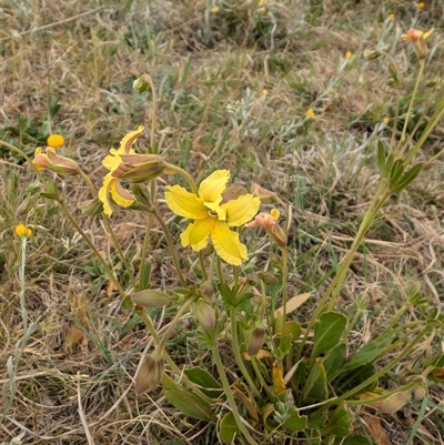 Goodenia paradoxa (Spur Goodenia) at Mitchell, ACT - 5 Nov 2024 by Wildlifewarrior80