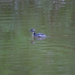 Poliocephalus poliocephalus (Hoary-headed Grebe) at Macarthur, VIC - 27 Oct 2024 by MB