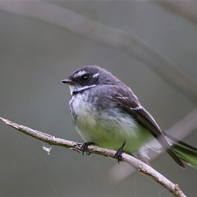 Rhipidura albiscapa (Grey Fantail) at Macarthur, VIC - 27 Oct 2024 by MB