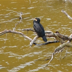 Phalacrocorax carbo (Great Cormorant) at Macarthur, VIC - 26 Oct 2024 by MB