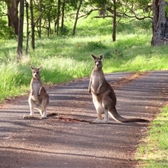 Macropus giganteus (Eastern Grey Kangaroo) at Macarthur, VIC - 27 Oct 2024 by MB