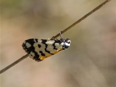 Thallarcha jocularis (The Jester) at Cotter River, ACT - 6 Nov 2024 by DPRees125