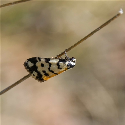 Thallarcha jocularis (The Jester) at Cotter River, ACT - 6 Nov 2024 by DPRees125