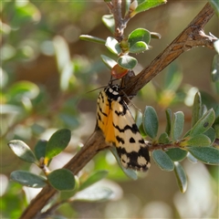 Thallarcha jocularis at Cotter River, ACT - 6 Nov 2024