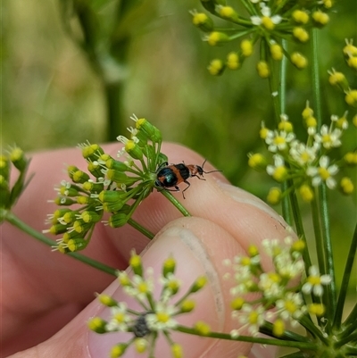 Dicranolaius bellulus (Red and Blue Pollen Beetle) at North Albury, NSW - 7 Nov 2024 by Darcy