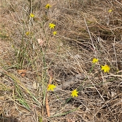 Tricoryne elatior (Yellow Rush Lily) at Kaleen, ACT - 7 Nov 2024 by HarleyB