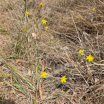 Tricoryne elatior (Yellow Rush Lily) at Kaleen, ACT - 7 Nov 2024 by HarleyB