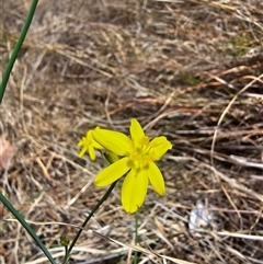 Tricoryne elatior at Kaleen, ACT - 7 Nov 2024