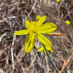 Tricoryne elatior at Kaleen, ACT - 7 Nov 2024