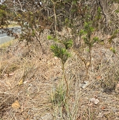 Hyparrhenia hirta at Kaleen, ACT - 7 Nov 2024