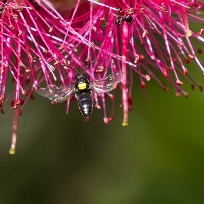 Hylaeus (Hylaeorhiza) nubilosus (A yellow-spotted masked bee) at Symonston, ACT - 5 Nov 2024 by rawshorty