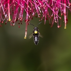 Hylaeus (Hylaeorhiza) nubilosus at Symonston, ACT - 5 Nov 2024