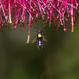 Hylaeus (Hylaeorhiza) nubilosus at Symonston, ACT - 5 Nov 2024