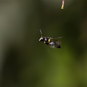 Hylaeus (Hylaeorhiza) nubilosus at Symonston, ACT - 5 Nov 2024 01:09 PM