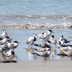 Thalasseus bergii (Crested Tern) at Cape Bridgewater, VIC - 27 Oct 2024 by MB