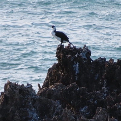 Phalacrocorax fuscescens (Black-faced Cormorant) at Robe, SA - 27 Oct 2024 by MB