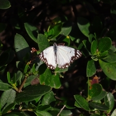 Belenois java (Caper White) at Robe, SA - 27 Oct 2024 by MB