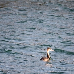 Podiceps cristatus (Great Crested Grebe) at Robe, SA - 27 Oct 2024 by MB