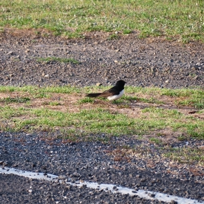 Rhipidura leucophrys (Willie Wagtail) at Robe, SA - 27 Oct 2024 by MB