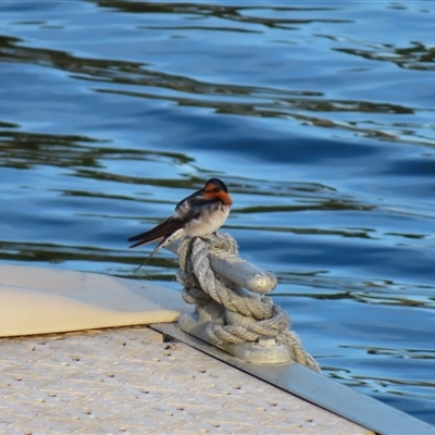 Hirundo neoxena (Welcome Swallow) at Robe, SA - 27 Oct 2024 by MB