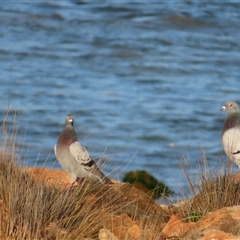 Columba livia (Rock Dove (Feral Pigeon)) at Robe, SA - 28 Oct 2024 by MB