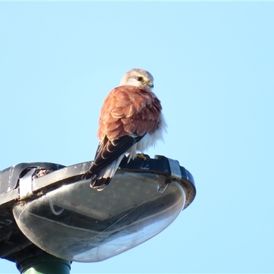 Falco cenchroides (Nankeen Kestrel) at Robe, SA - 27 Oct 2024 by MB