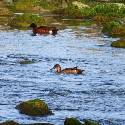 Anas castanea (Chestnut Teal) at Robe, SA - 28 Oct 2024 by MB