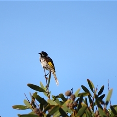 Phylidonyris novaehollandiae (New Holland Honeyeater) at Robe, SA - 28 Oct 2024 by MB