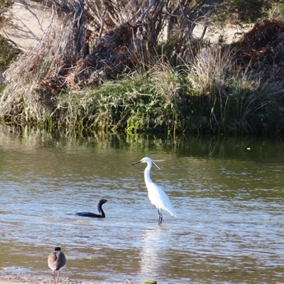 Phalacrocorax sulcirostris (Little Black Cormorant) at Robe, SA - 28 Oct 2024 by MB