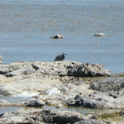 Egretta novaehollandiae (White-faced Heron) at Salt Creek, SA - 28 Oct 2024 by MB