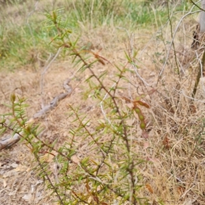 Acacia ulicifolia at Isaacs, ACT - 7 Nov 2024 09:52 AM