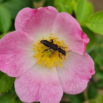 Eleale simplex (Clerid beetle) at Isaacs, ACT - 6 Nov 2024 by Mike