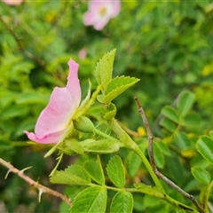 Rosa rubiginosa (Sweet Briar, Eglantine) at Isaacs, ACT - 6 Nov 2024 by Mike