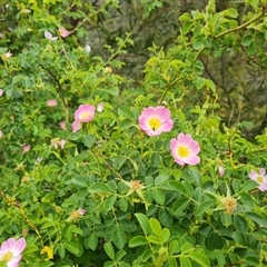 Rosa rubiginosa at Isaacs, ACT - 7 Nov 2024