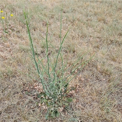 Chondrilla juncea (Skeleton Weed) at Isaacs, ACT - 6 Nov 2024 by Mike