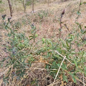 Passiflora caerulea at Isaacs, ACT - 7 Nov 2024 09:37 AM