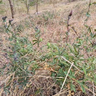 Passiflora caerulea (Blue Passionflower) at Isaacs, ACT - 6 Nov 2024 by Mike