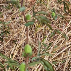 Passiflora caerulea at Isaacs, ACT - 7 Nov 2024