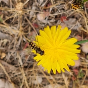 Syrphini (tribe) at Isaacs, ACT - 7 Nov 2024 09:32 AM