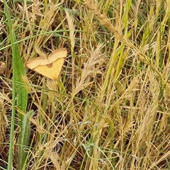 Anachloris subochraria (Golden Grass Carpet) at Isaacs, ACT - 7 Nov 2024 by Mike