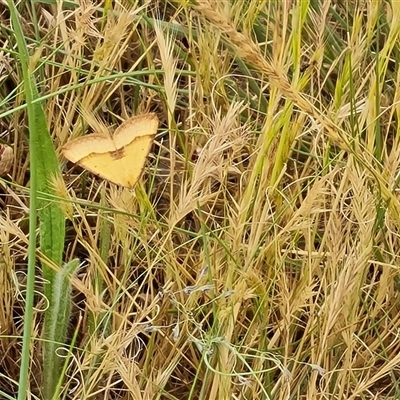 Anachloris subochraria (Golden Grass Carpet) at Isaacs, ACT - 7 Nov 2024 by Mike