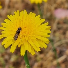 Syrphidae (family) (Unidentified Hover fly) at Isaacs, ACT - 6 Nov 2024 by Mike