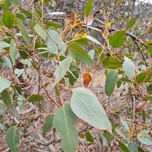 Eucalyptus serraensis at Isaacs, ACT - 7 Nov 2024 09:23 AM