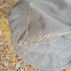 Austrostipa scabra at Isaacs, ACT - 7 Nov 2024