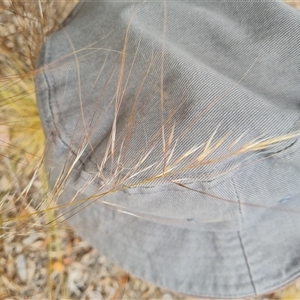 Austrostipa scabra at Isaacs, ACT - 7 Nov 2024