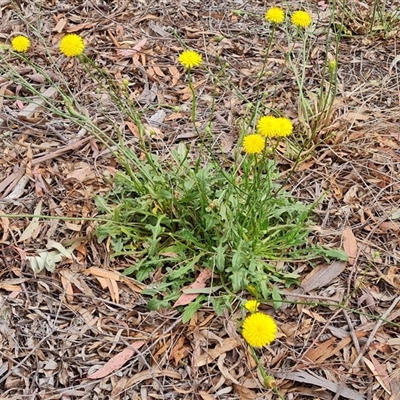 Hypochaeris radicata (Cat's Ear, Flatweed) at Isaacs, ACT - 6 Nov 2024 by Mike