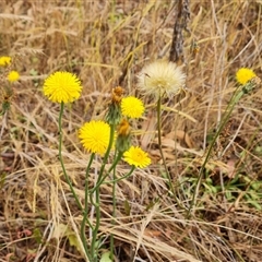 Hypochaeris radicata at Isaacs, ACT - 7 Nov 2024 09:17 AM