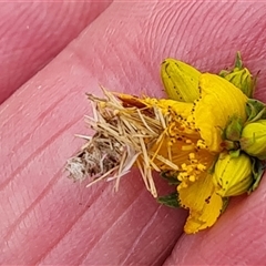 Heliocosma (genus - immature) (A tortrix or leafroller moth) at Isaacs, ACT - 6 Nov 2024 by Mike