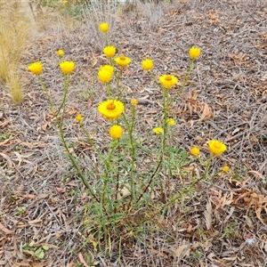 Xerochrysum viscosum at Isaacs, ACT - 7 Nov 2024 09:13 AM